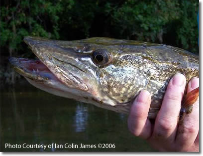 Northern Pike (Illegally Introduced Alien in Southern B.C.) Ian Colin James ©2006