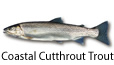 Coastal Cutthroat Trout