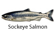 Sockeye Salmon