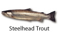 Steelhead Trout
