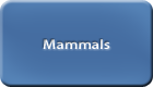 Common Name - Mammals